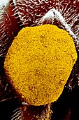 SEM of pollen basket