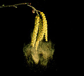 Wind dispersal of pollen from catkins