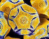 Chickweed flower pollen grains