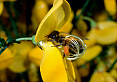 Pollination of Spartium flower by a bee