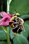 Bee pollinating Ophrys orchid