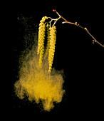 Wind dispersal of pollen from alder tree