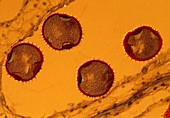 Pollen grains of cucurbita flower