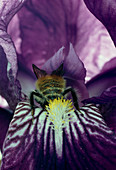 Bumblebee pollinating an iris flower