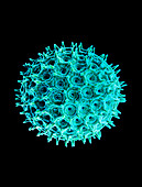 Pollen of Morning Glory flower