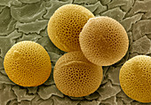 Oil Seed Rape pollen