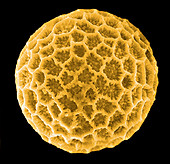 Pollen grain,ESEM