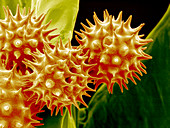 Sunflower pollen,SEM