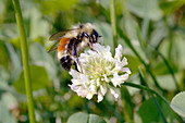Bee pollination