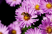 Bee pollinating an aster flower