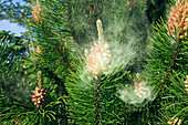 Scot's pine male flowers