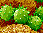 Rose of Sharon pollen,SEM