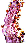 Pollination,light micrograph