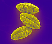 Oil seed rape pollen,SEM