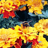 Bumble bee pollinating Marigold flower