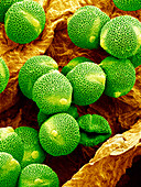 Cucumber pollen,SEM