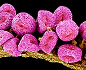 Geranium pollen,SEM