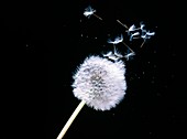 High-speed photo of wind dispersal of seeds