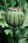 Unripe seed capsule of Opium poppy