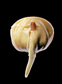 Germination of a maize seed