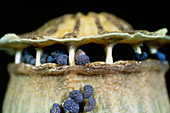 Seeds on ripe seed capsule of field poppy