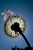 Seed head of a dandelion flower