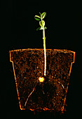 Seedling of the pea