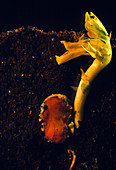 Germination of a broad bean seed