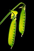 Macrophoto of seed pods of garden pea