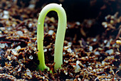 Macrophotograph of a germinating plant