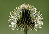 Close-up of the fruit of a thistle