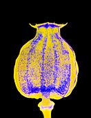X-ray of seed capsule of Opium poppy
