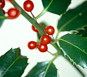 Holly berries