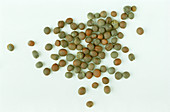 Turnip seeds