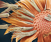 Daisy flower,SEM