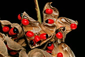 Rosary pea seed pods