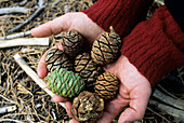 Giant sequoia cones