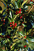 English holly berries