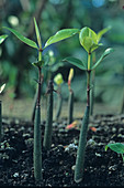 Black mangrove seedlings (Bruguiera sp.)