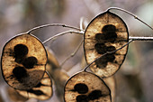 Honesty seed pods