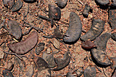 Camel thorn seed pods
