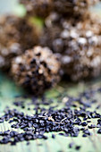 Allium sp. seeds