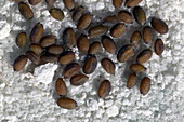 Sisymbre seeds (Sisymbrium supinum)