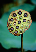 Sacred lotus seed head