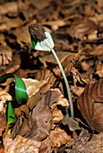 Common beech shoot (Fagus sylvatica)