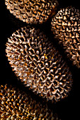 Seed cones,Allocasuarina sp