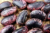 Bean seeds (Phaseolus sp.)