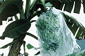 Green bananas covered with plastic bag