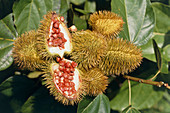 Anchiote fruit of the Bixa tree
