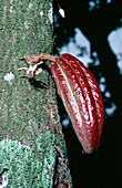Young cocoa pod